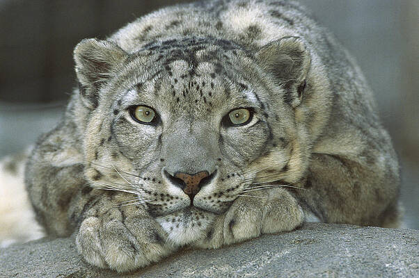 Wall Art - Photograph - Snow Leopard Uncia Uncia Portrait by Zssd