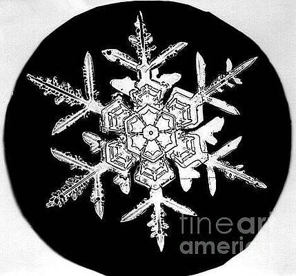 Wall Art - Photograph - Snowflake by Electron and Confocal Microscopy Laboratory-Agricultural Research Service-US Dept of Agriculture
