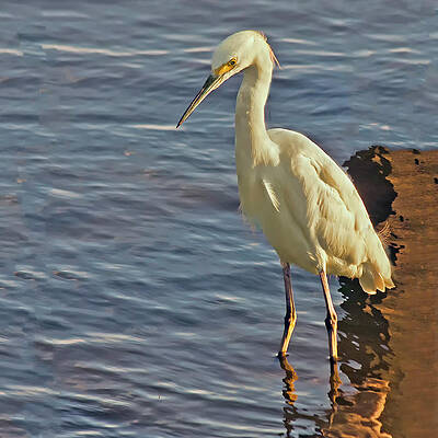 Snowy Egret at Sunrise by Sandra Anderson Snowy Egret at Sunrise by Sandra Anderson