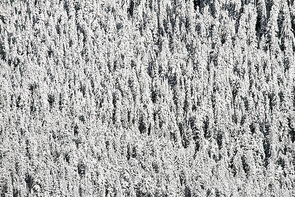 Wall Art - Photograph - Snowy forest abstract by Pierre Leclerc Photography