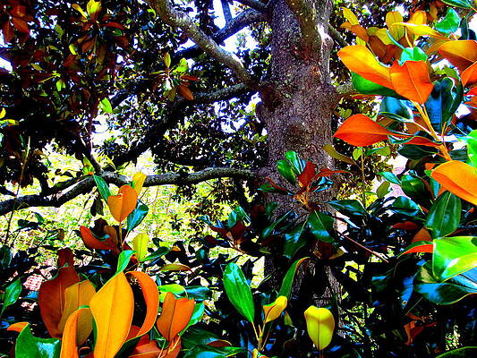 Wall Art - Mixed Media - So Tree by Aimee Bruno