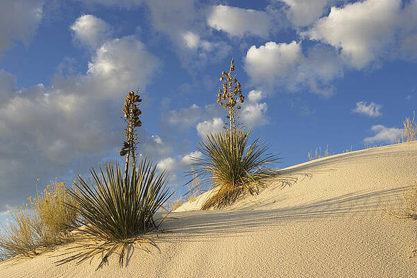 Wall Art - Photograph - Soaptree Yucca Yucca Elata Pair Growing by Konrad Wothe