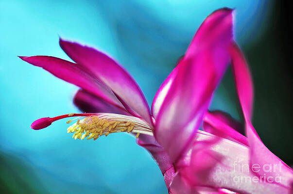 Wall Art - Photograph - Soft and Delicate Cactus Bloom 3 by Kaye Menner