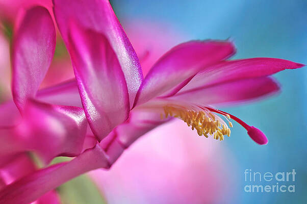 Wall Art - Photograph - Soft and Delicate Cactus Bloom by Kaye Menner