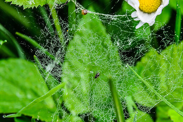 Wall Art - Photograph - Spider and its web by Michael Goyberg