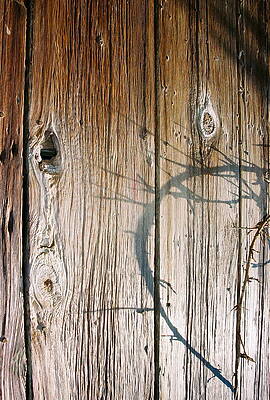Splinters and Thorns by Stephen Jacobsen
