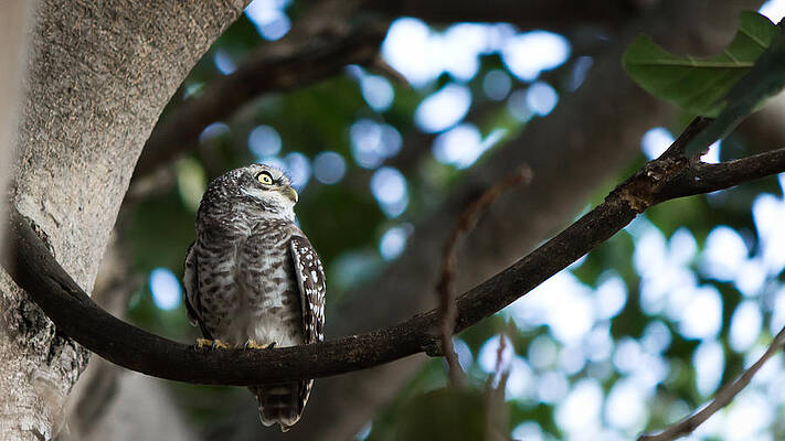 Wall Art - Photograph - Spotted Owlet by SAURAVphoto Online Store
