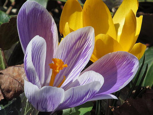 Wall Art - Photograph - Spring Crocus by Alfred Ng
