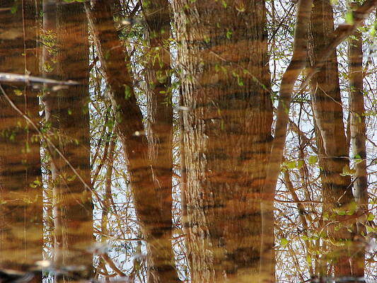 Wall Art - Mixed Media - Spring Reflections in Pond by Bruce Ritchie