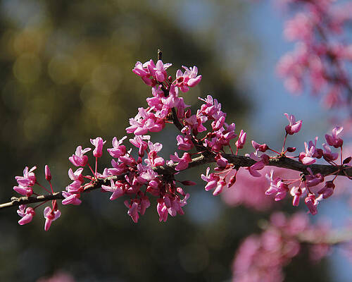Spring Shade by Deidre Backus