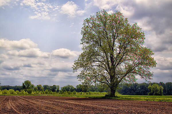 Serene Wall Art featuring the photograph Spring Shade Tree by Bill and Linda Tiepelman