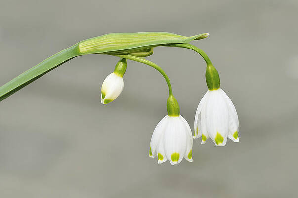 Wall Art - Photograph - Spring Snowflake Leucojum vernum by Matthias Hauser