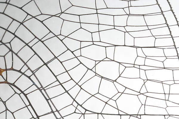 Wall Art - Photograph - Springtime Darner Dragonfly Wing by Ted Kinsman