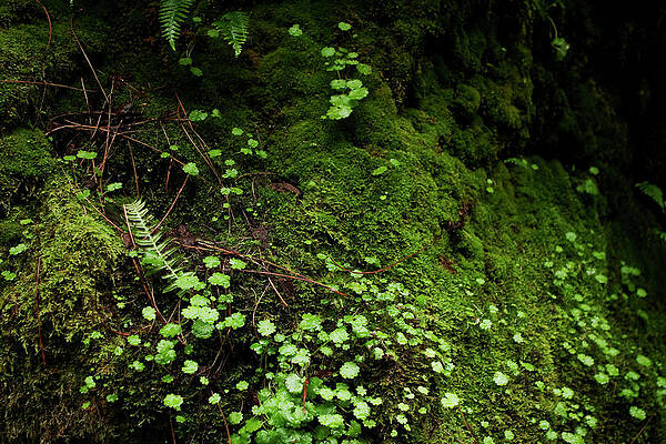 Wall Art - Photograph - Sprinkle on Moss by Lorraine Devon Wilke