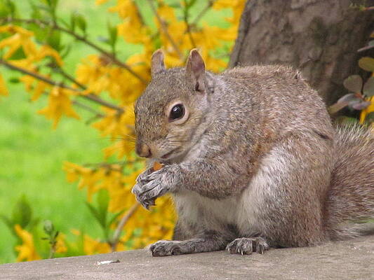 Wall Art - Photograph - Squrriel In Spring by Alfred Ng