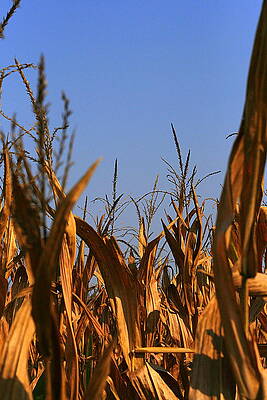 Stalks of Late Summer by David Heaney