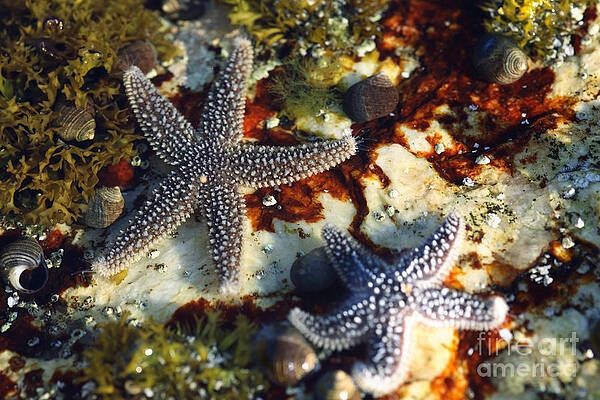 Wall Art - Photograph - Starfish In A Tidal Pool In Maine by Ted Kinsman