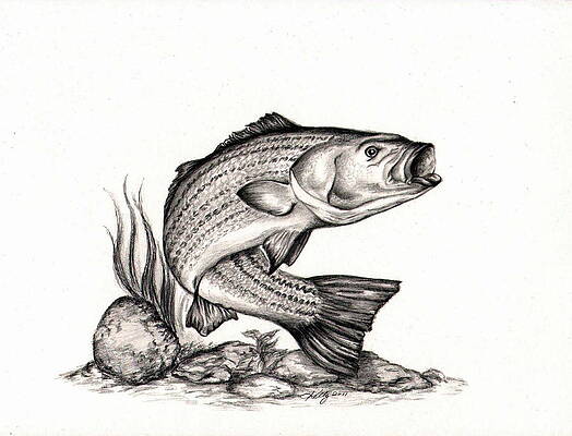 Bass Fishing Drawings for Sale - Pixels