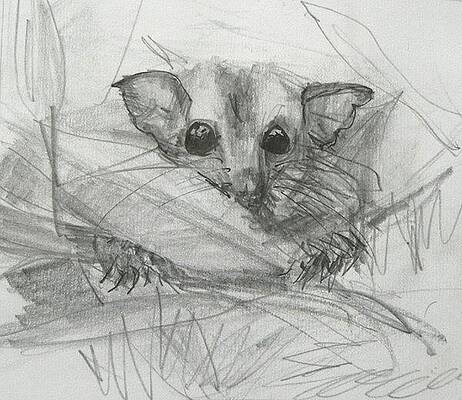 Sugar Glider Drawings Pixels