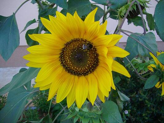 sunflower 1 by Michael Puya sunflower 1 by Michael Puya
