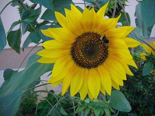 sunflower 2 by Michael Puya sunflower 2 by Michael Puya