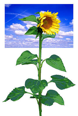 Sunflower by Robert Hudnall Sunflower by Robert Hudnall