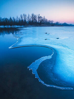 Wall Art - Photograph - Swan by Davorin Mance