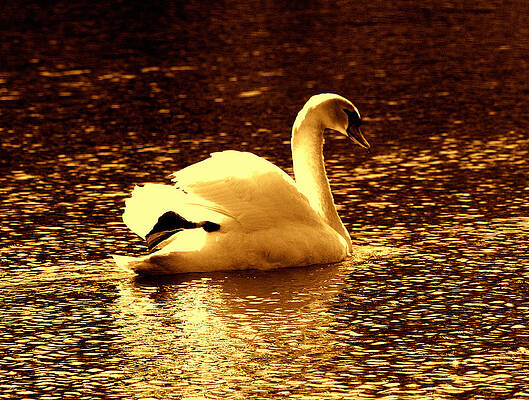 Swan Song 3 by Aron Chervin