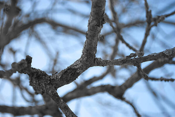 Tangled web of Branches by Craig Reinking