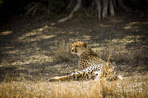 Wall Art - Photograph - The Cheetah Wakes Up by Darcy Michaelchuk