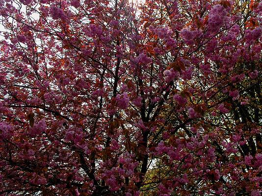 The Scent of Spring  by Miu Dan Popa