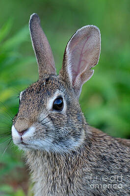 Wall Art - Photograph - The Year Of The Rabbit by Craig Leaper