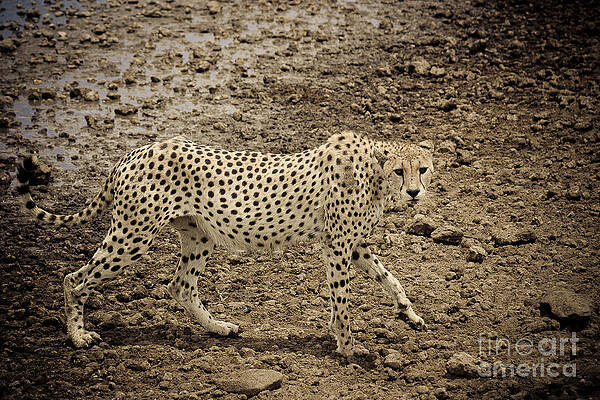 Wall Art - Photograph - Thirsty but cautious cheetah by Darcy Michaelchuk