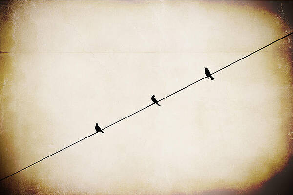 Three On A Wire by Guy Hoffman Three On A Wire by Guy Hoffman