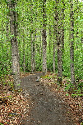 Through the Trees by Mike Cavanaugh