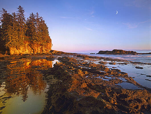Wall Art - Photograph - Tidepools Exposed At Low Tide Botanical by Tim Fitzharris