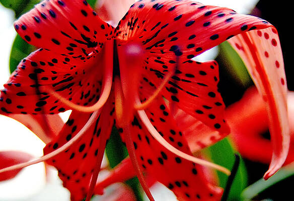 Tiger Lilly by Hans Kaiser Tiger Lilly by Hans Kaiser