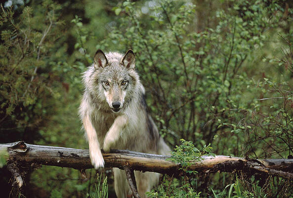 Wall Art - Photograph - Timber Wolf Leaping Over Fallen Log by Tim Fitzharris