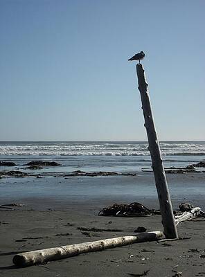 Tofino by Michael Standen Smith Tofino by Michael Standen Smith