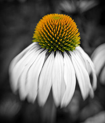 Wall Art - Photograph - Touch of Color 2 by Joye Ardyn Durham