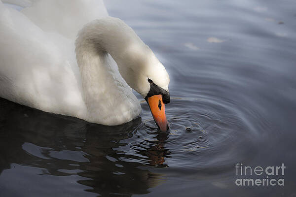 Tranquil by Leslie Leda Tranquil by Leslie Leda