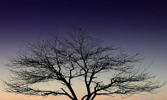 Tree by Amr Miqdadi Tree by Amr Miqdadi