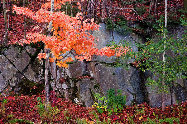 Wall Art - Photograph - Tree and Rock by Tom Singleton
