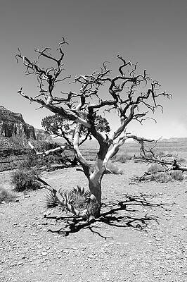 Wall Art - Photograph - Tree at Cedar Ridge BW by Julie Niemela