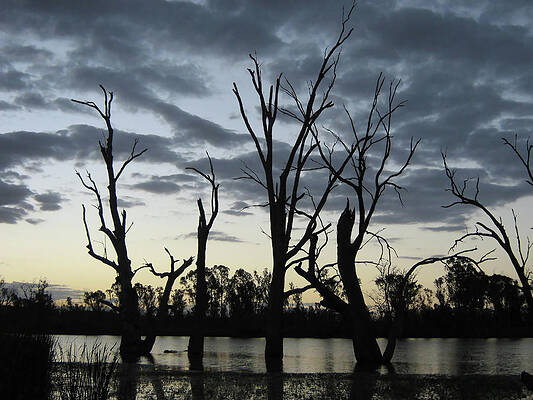 Wall Art - Photograph - Tree Graveyard by Douglas Barnard
