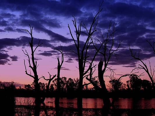 Wall Art - Photograph - Tree Graveyard V2 by Douglas Barnard