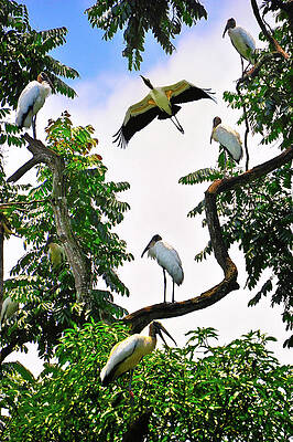 Wall Art - Photograph - Tree of Storks  by Harry Spitz