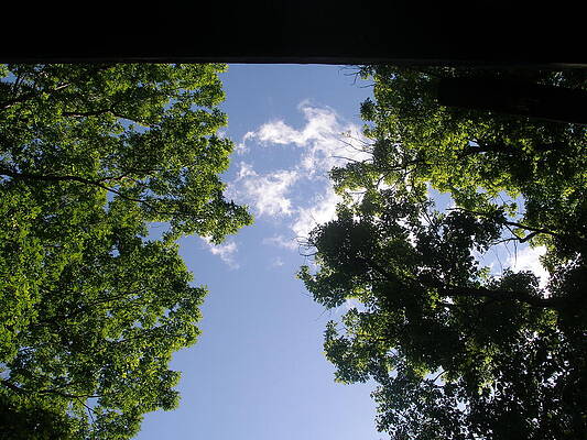 Tree view of clouds by Nancy Mell