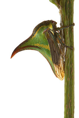 Wall Art - Photograph - Treehopper Mimicking Thorn Costa Rica by Piotr Naskrecki
