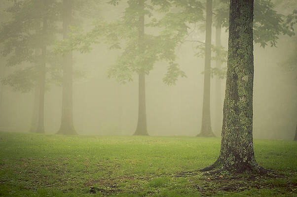 Wall Art - Photograph - Trees in Fog by Joye Ardyn Durham